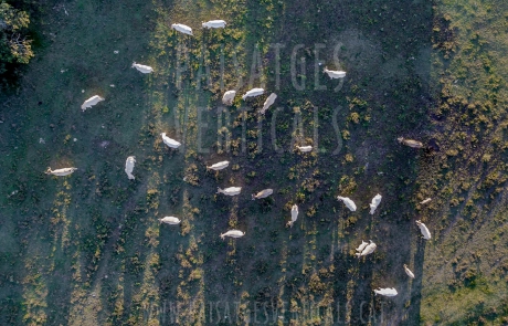 Paisajes Verticales – Fotografía aérea – AGRICULTURA Y MEDIO AMBIENTE